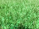 Eco Friendly Turf Rubber Infill / Cooling Infill For Artificial Grass